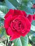 Smart rose photo