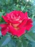 Smart rose photo