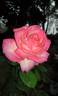 Birendranath rose photo
