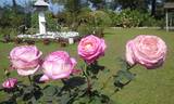 Birendranath rose photo