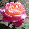 Birendranath rose photo