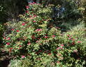 Miss Lowe's Variety rose photo