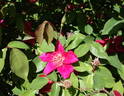 Miss Lowe's Variety rose photo