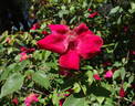 Miss Lowe's Variety rose photo
