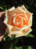 Nella Fantasia rose photo