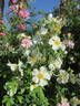 <i>Rosa lyellii</i> Lindley rose photo