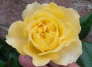 Walking On Sunshine rose photo