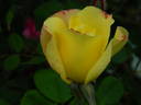 Sunburn rose photo