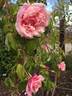 La Follette rose photo