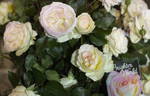 Brighter World rose photo