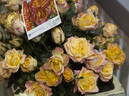 City of Perth rose photo