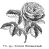 Général Miloradowitsch rose photo
