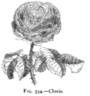 Clovis rose photo
