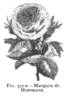 Marquise de Mortmarte rose photo