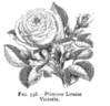 Princess Louise Victoria rose photo