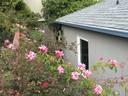 La Follette rose photo