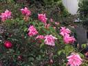 La Follette rose photo