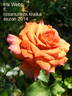 Iris Webb rose photo