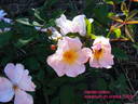 Heideröslein rose photo