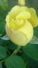 Walking On Sunshine rose photo