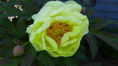 Sequestered Sunshine peony photo