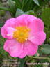 Amy Robsart rose photo