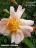 Clytemnestra rose photo