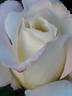 White Lightnin' rose photo
