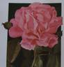 Federation rose photo