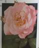 Meda rose photo