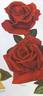 Nocturne rose photo
