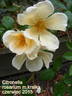 Citronella rose photo