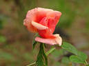 Golden Unicorn rose photo