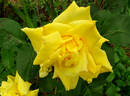 Golden Charm rose photo