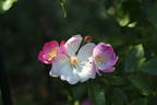 Mrs. Billy Crick rose photo