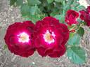Sister Sharon rose photo