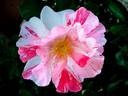 Boccacio rose photo