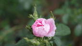 Julia Mannering rose photo
