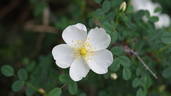 Compactilla rose photo