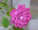 Kolo™ rose photo