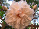 Lady Edgeworth David rose photo