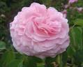 Marguerite Jamain rose photo