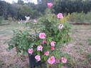 Adriana Zarri ™ rose photo
