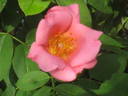 Adriana Zarri ™ rose photo