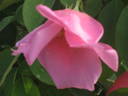 Adriana Zarri ™ rose photo