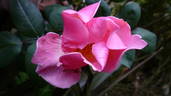 Adriana Zarri ™ rose photo