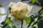Rose Optimiste rose photo