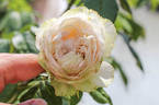 Rose Optimiste rose photo