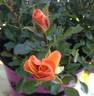 Sweet Spot Peach rose photo