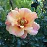 Sweet Spot Peach rose photo